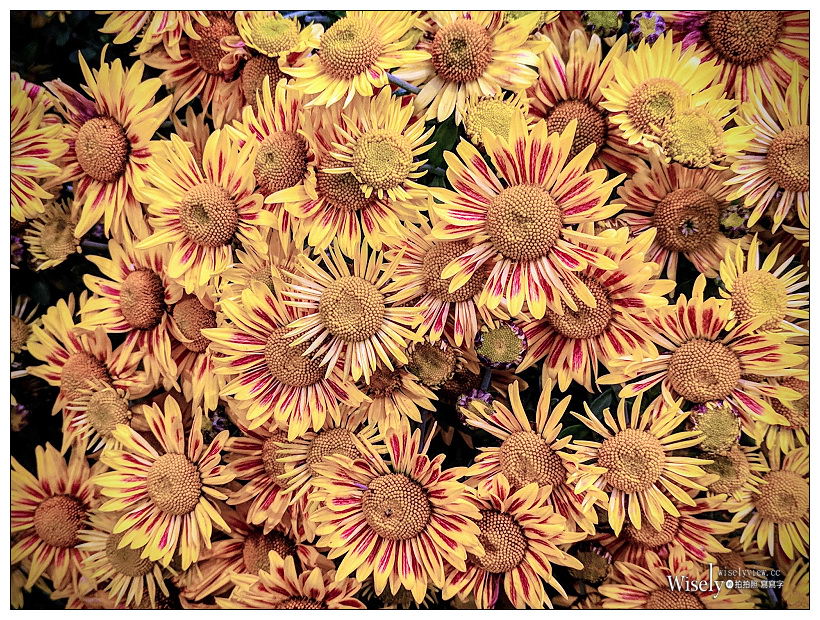 Google Pixel 3。夜視 Night Sight︱低光拍攝超強大，單鏡頭畫質直逼微單眼