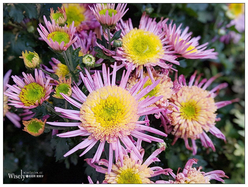 Google Pixel 3。夜視 Night Sight︱低光拍攝超強大，單鏡頭畫質直逼微單眼