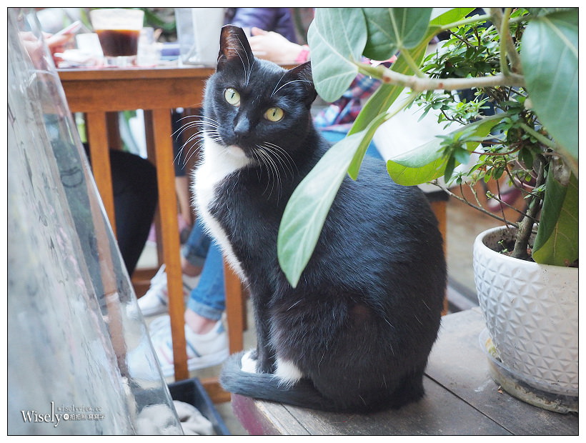 台北松山。Remember Me_記得我．Café︱小巨蛋旁有店貓的文青工業風深夜咖啡店