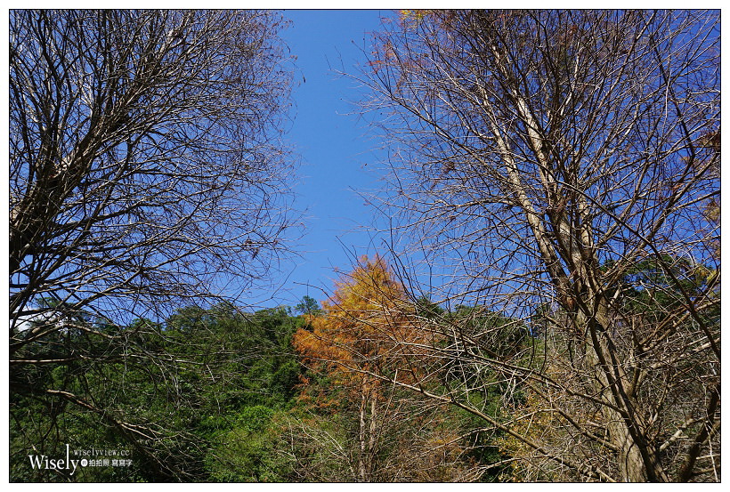 宜蘭落羽松景點。員山蜊埤湖福園︱每年12月至隔年1月限定美景，拍照打卡親子野餐必訪