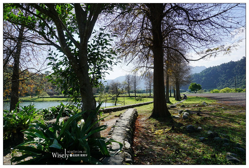 宜蘭落羽松景點。員山蜊埤湖福園︱每年12月至隔年1月限定美景，拍照打卡親子野餐必訪