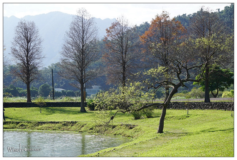 宜蘭落羽松景點。員山蜊埤湖福園︱每年12月至隔年1月限定美景，拍照打卡親子野餐必訪