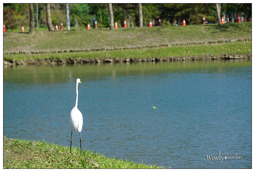 宜蘭落羽松景點。員山蜊埤湖福園︱每年12月至隔年1月限定美景，拍照打卡親子野餐必訪