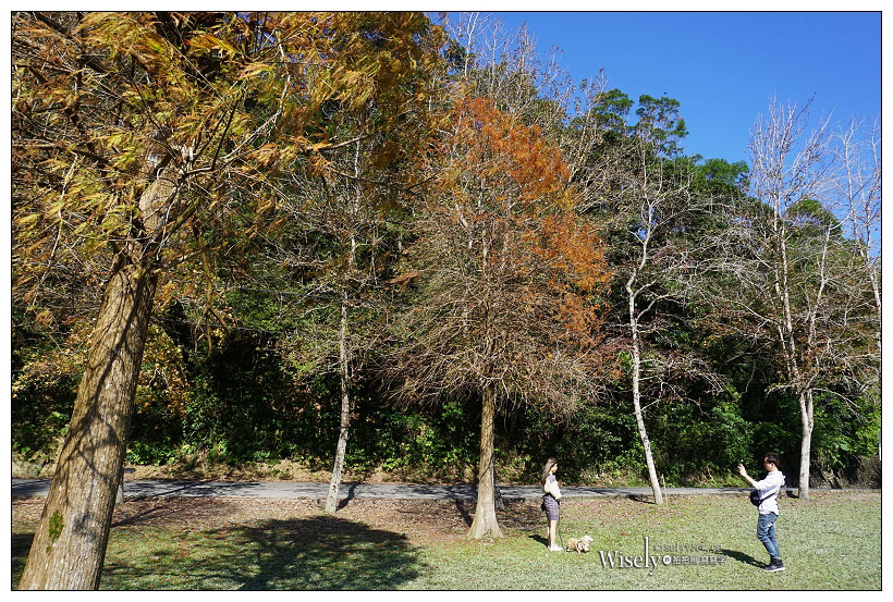 宜蘭落羽松景點。員山蜊埤湖福園︱每年12月至隔年1月限定美景，拍照打卡親子野餐必訪