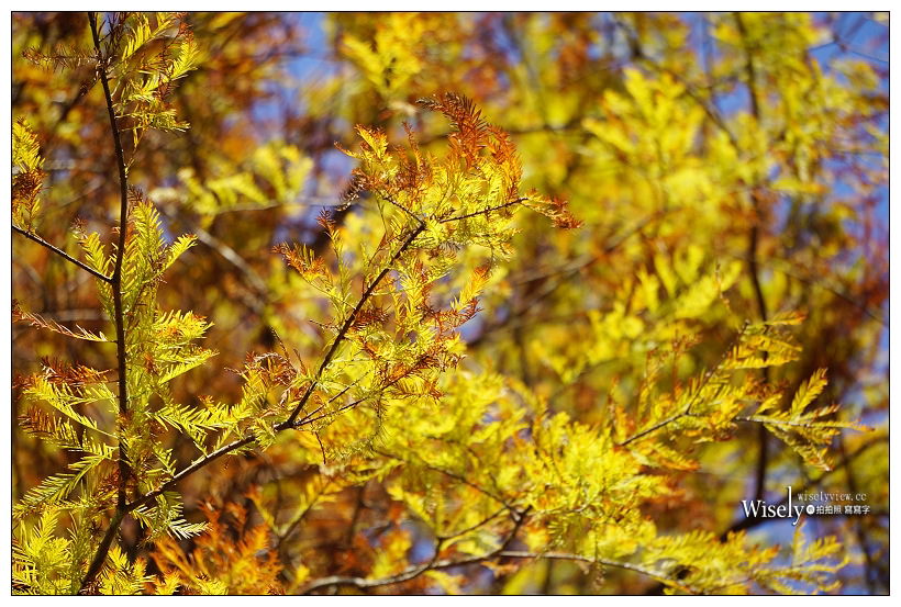 宜蘭落羽松景點。員山蜊埤湖福園︱每年12月至隔年1月限定美景，拍照打卡親子野餐必訪