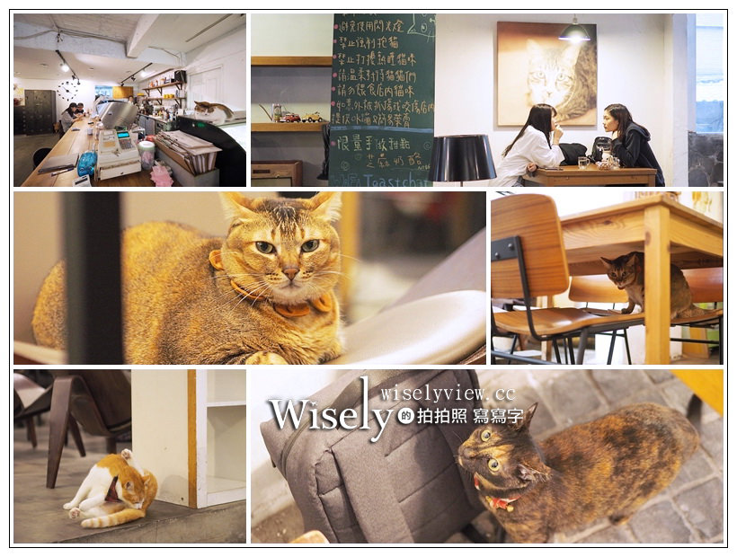 台北貓咖啡 Toast Chat︱東區國父紀念館不限時貓咪早午餐，提供WiFi插座