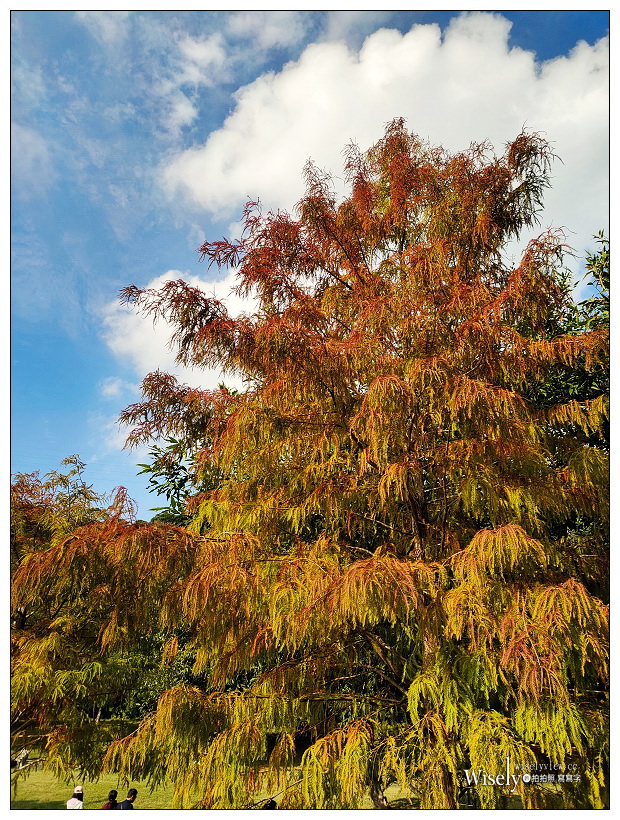 原住民文化主題公園︱交通路線分享︱台北落羽松景點︱