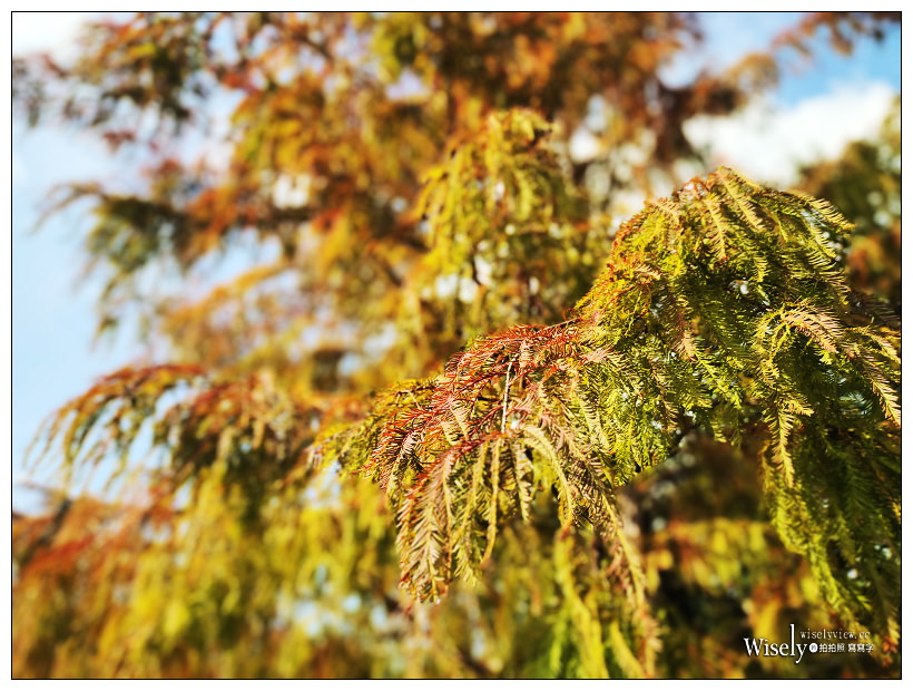 原住民文化主題公園︱交通路線分享︱台北落羽松景點︱