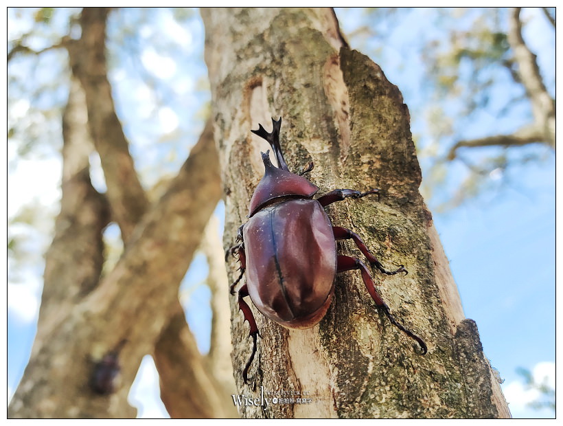 台中東勢。梨鄉背景︱地景藝術展覽：梨之鄉遊客中心＋親子共遊的絕美秘境～採果健行獨角仙觀察體驗