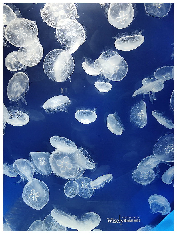 桃園Xpark水族館｜八景島水生公園水族館︱桃園景點｜華泰名品城.置地廣場