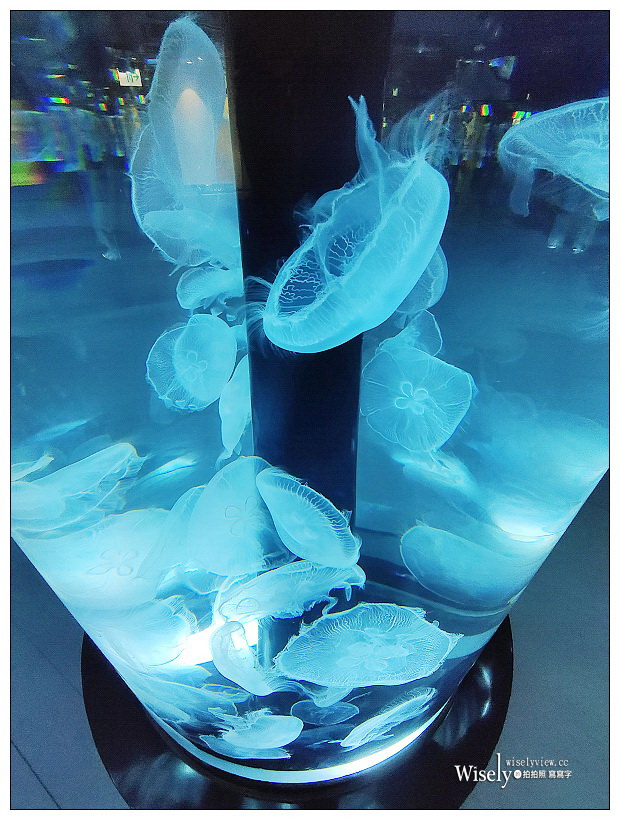 桃園Xpark水族館｜八景島水生公園水族館︱桃園景點｜華泰名品城.置地廣場