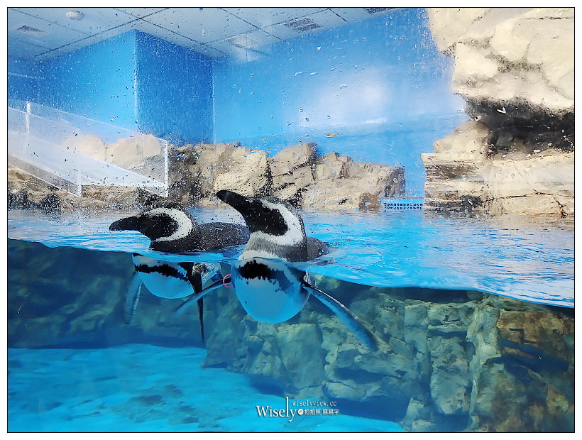 桃園Xpark水族館｜八景島水生公園水族館︱桃園景點｜華泰名品城.置地廣場
