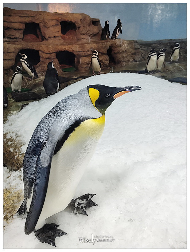 桃園Xpark水族館｜八景島水生公園水族館︱桃園景點｜華泰名品城.置地廣場