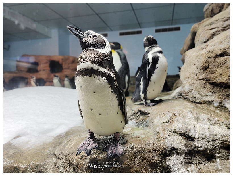 桃園Xpark水族館｜八景島水生公園水族館︱桃園景點｜華泰名品城.置地廣場
