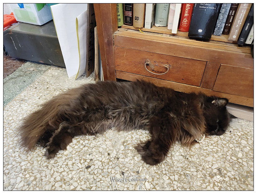 花蓮美食。實季 食記。Seedson Coffee︱文青花草系咖啡空間，手作輕食飲品有水準，相鄰花蓮文創園區，貓咪坐陪老宅咖啡店~必嚐熱壓三明治與焙茶拿鐵