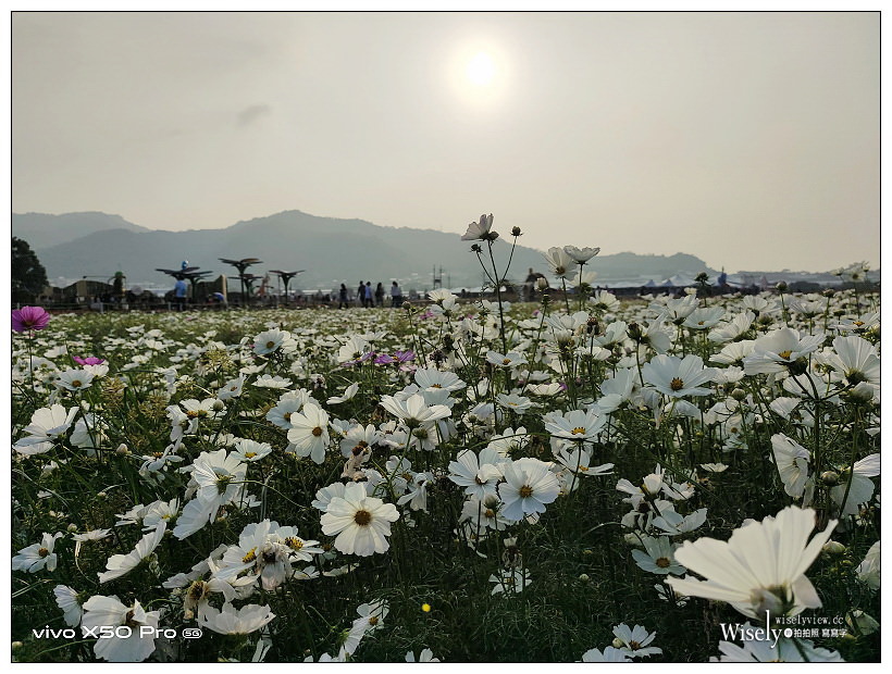 2020 新社花海節:11/14-12/06︱台中國際花毯節-愛麗絲的花境探險:活動內容、交通接駁、主題拍攝 2020 新社花海節:11/14-12/06︱台中國際花毯節-愛麗絲的花境探險:活動內容、交通接駁、主題拍攝