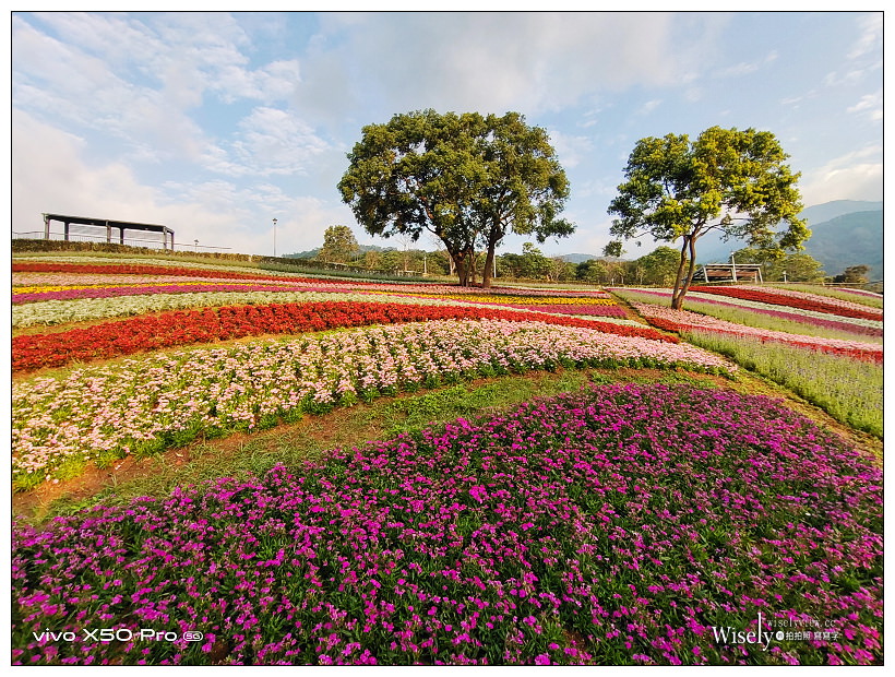 北投社三層崎公園花海︱交通接駁、停車資訊、花期時間、必拍角度~北投景點 x 台北IG打卡景點 北投社三層崎公園花海︱交通接駁、停車資訊、花期時間、必拍角度~北投景點 x 台北IG打卡景點