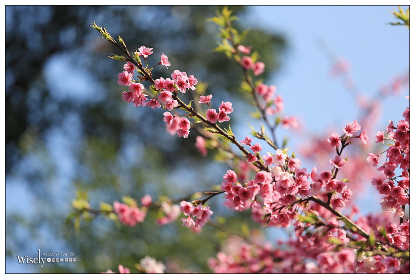 新北賞櫻景點。淡水無極天元宮後山櫻花︱三色櫻取景夜拍分享、花期交通資訊~2021/02/04 拍攝