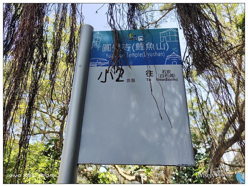 台北賞櫻景點。內湖碧山巖櫻花隧道、開漳聖王廟︱圓覺寺粉白色椿寒櫻~內湖櫻花 x 台北櫻花 x 內湖景點