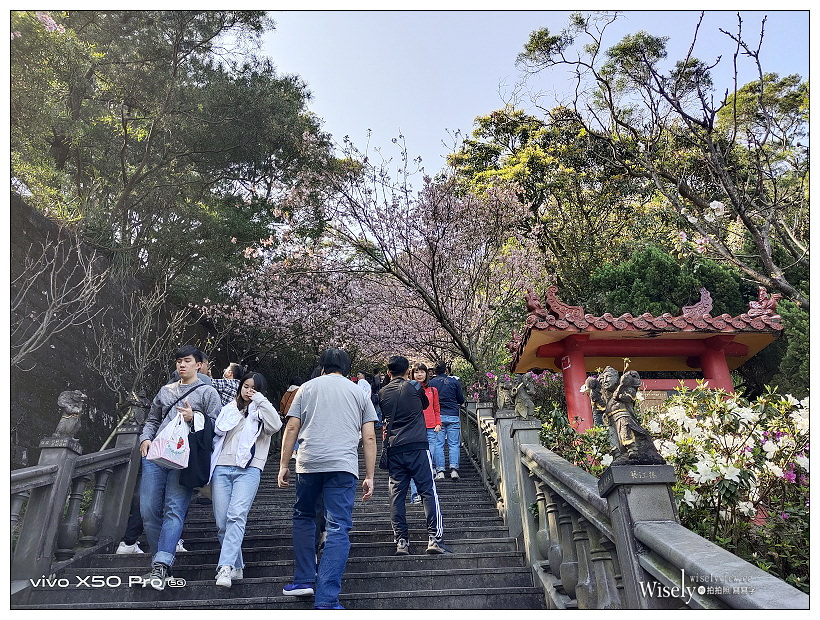 台北賞櫻景點。內湖碧山巖櫻花隧道、開漳聖王廟︱圓覺寺粉白色椿寒櫻~內湖櫻花 x 台北櫻花 x 內湖景點