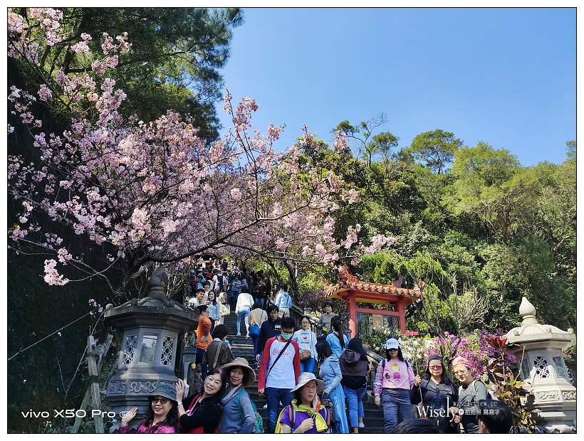 台北賞櫻景點。內湖碧山巖櫻花隧道、開漳聖王廟︱圓覺寺粉白色椿寒櫻~內湖櫻花 x 台北櫻花 x 內湖景點