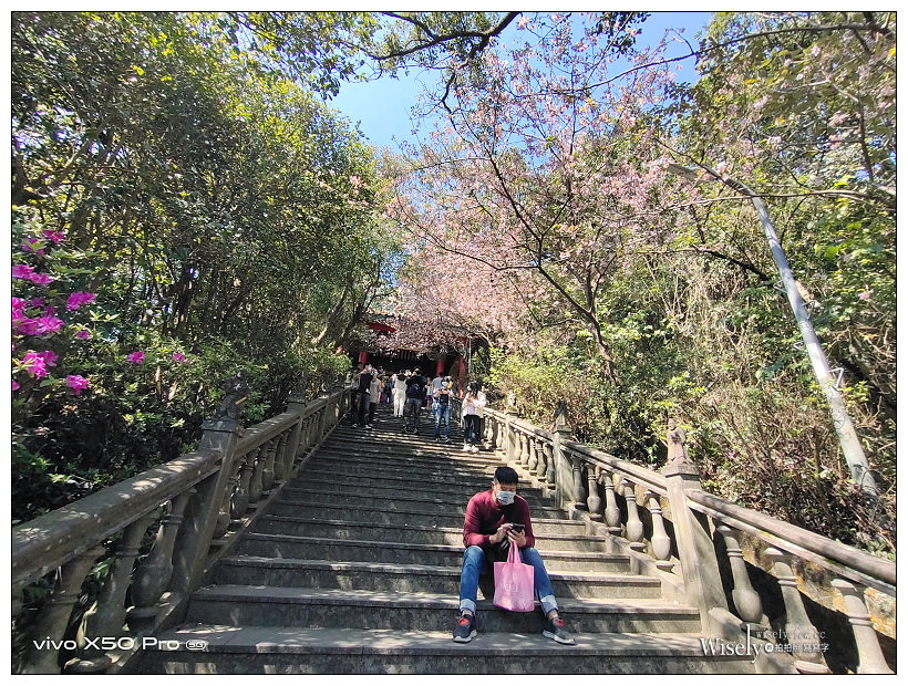 台北賞櫻景點。內湖碧山巖櫻花隧道、開漳聖王廟︱圓覺寺粉白色椿寒櫻~內湖櫻花 x 台北櫻花 x 內湖景點