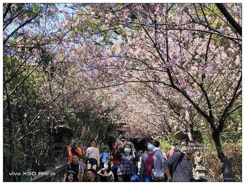台北賞櫻景點。內湖碧山巖櫻花隧道、開漳聖王廟︱圓覺寺粉白色椿寒櫻~內湖櫻花 x 台北櫻花 x 內湖景點