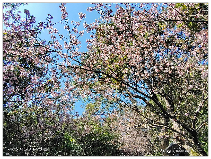 台北賞櫻景點。內湖碧山巖櫻花隧道、開漳聖王廟︱圓覺寺粉白色椿寒櫻~內湖櫻花 x 台北櫻花 x 內湖景點