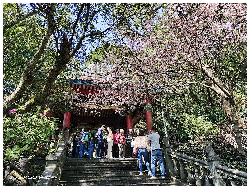 台北賞櫻景點。內湖碧山巖櫻花隧道、開漳聖王廟︱圓覺寺粉白色椿寒櫻~內湖櫻花 x 台北櫻花 x 內湖景點