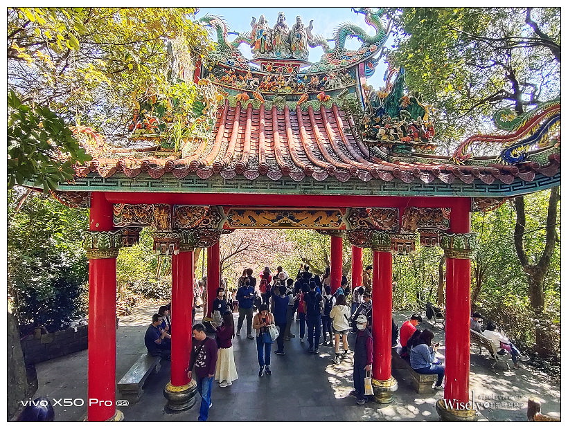 台北賞櫻景點。內湖碧山巖櫻花隧道、開漳聖王廟︱圓覺寺粉白色椿寒櫻~內湖櫻花 x 台北櫻花 x 內湖景點
