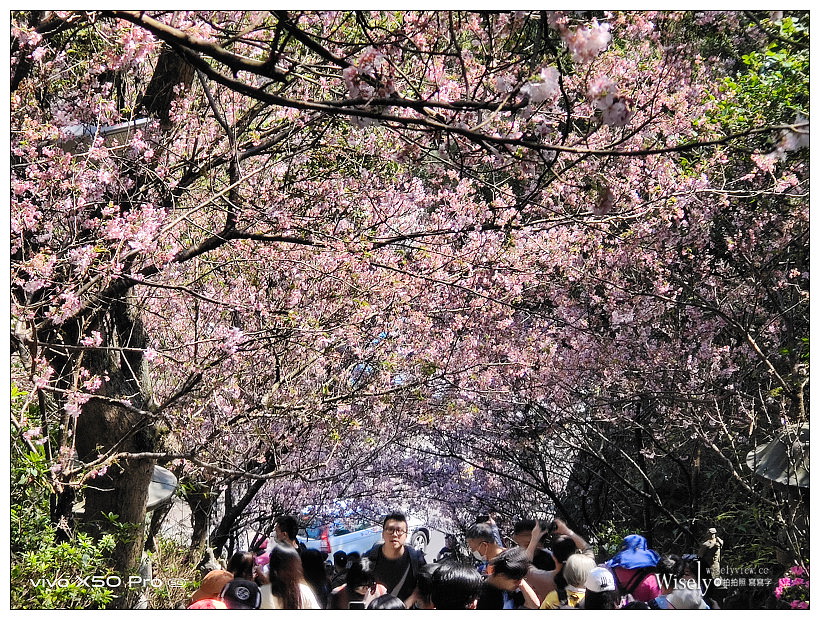 台北賞櫻景點。內湖碧山巖櫻花隧道、開漳聖王廟︱圓覺寺粉白色椿寒櫻~內湖櫻花 x 台北櫻花 x 內湖景點