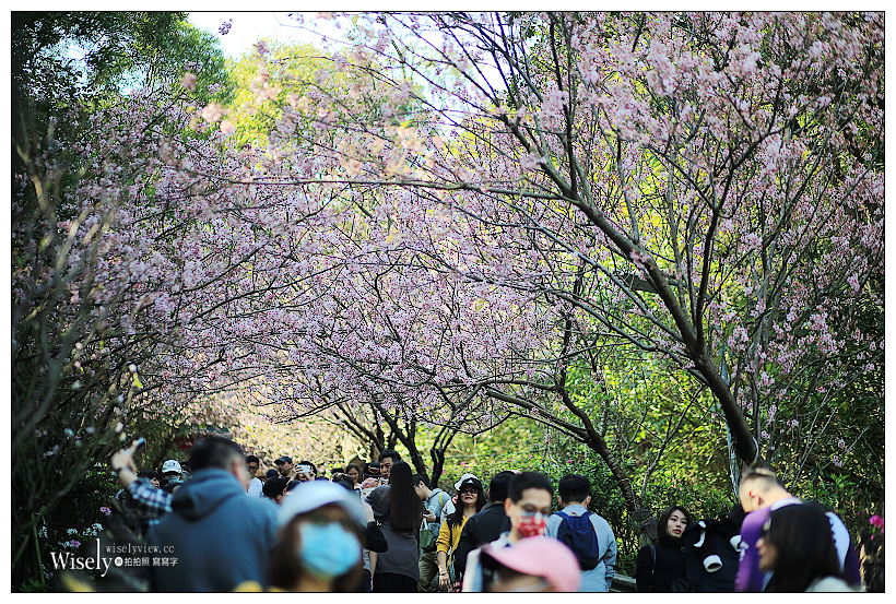 台北賞櫻景點。內湖碧山巖櫻花隧道、開漳聖王廟︱圓覺寺粉白色椿寒櫻~內湖櫻花 x 台北櫻花 x 內湖景點