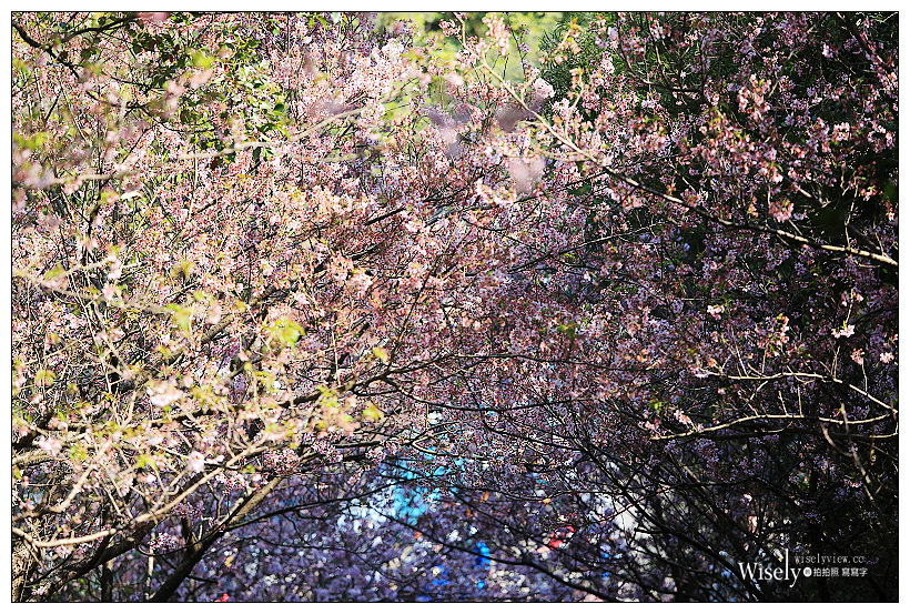 台北賞櫻景點。內湖碧山巖櫻花隧道、開漳聖王廟︱圓覺寺粉白色椿寒櫻~內湖櫻花 x 台北櫻花 x 內湖景點