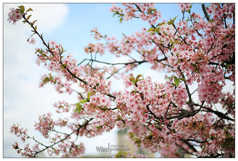 台北賞櫻景點。內湖碧山巖櫻花隧道、開漳聖王廟︱圓覺寺粉白色椿寒櫻~內湖櫻花 x 台北櫻花 x 內湖景點