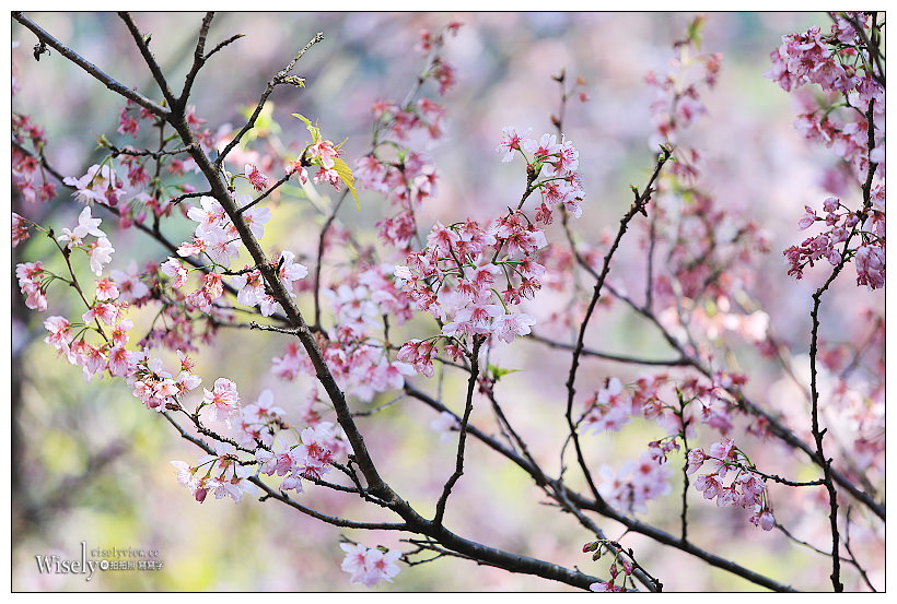 台北賞櫻景點。內湖碧山巖櫻花隧道、開漳聖王廟︱圓覺寺粉白色椿寒櫻~內湖櫻花 x 台北櫻花 x 內湖景點