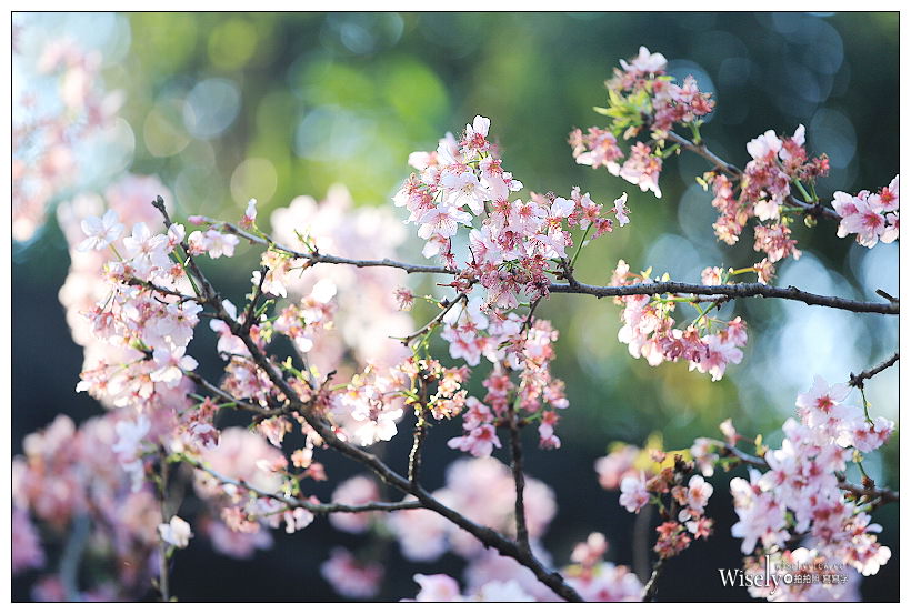 台北賞櫻景點。內湖碧山巖櫻花隧道、開漳聖王廟︱圓覺寺粉白色椿寒櫻~內湖櫻花 x 台北櫻花 x 內湖景點
