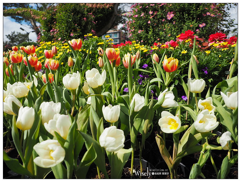 2021 士林官邸鬱金香展：2/25-03/07︱活動時間、展區介紹、交通接駁、拍攝分享～花 in 台北 x 士林景點