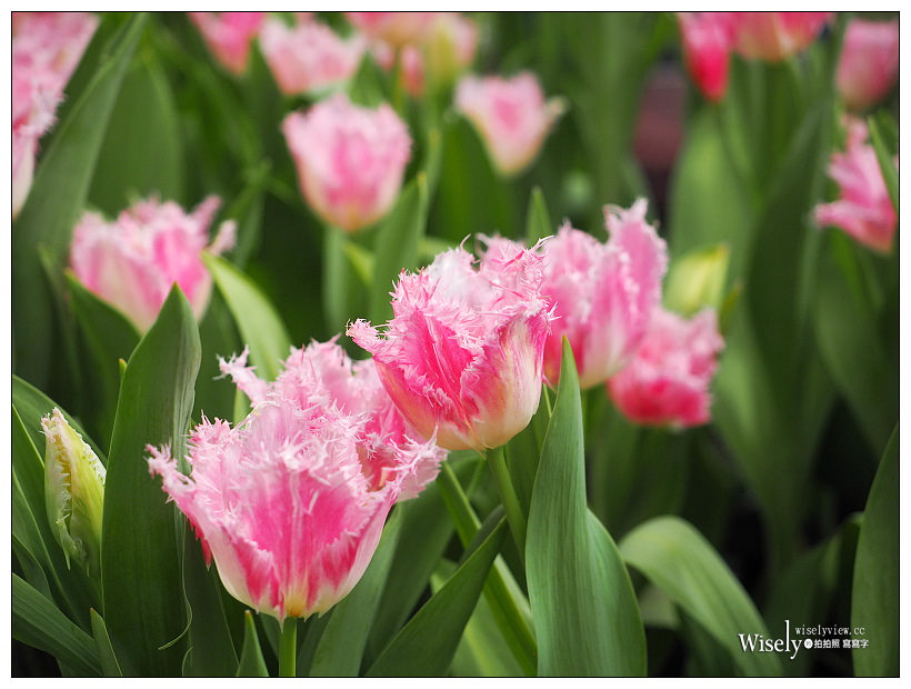 2021 士林官邸鬱金香展：2/25-03/07︱活動時間、展區介紹、交通接駁、拍攝分享～花 in 台北 x 士林景點