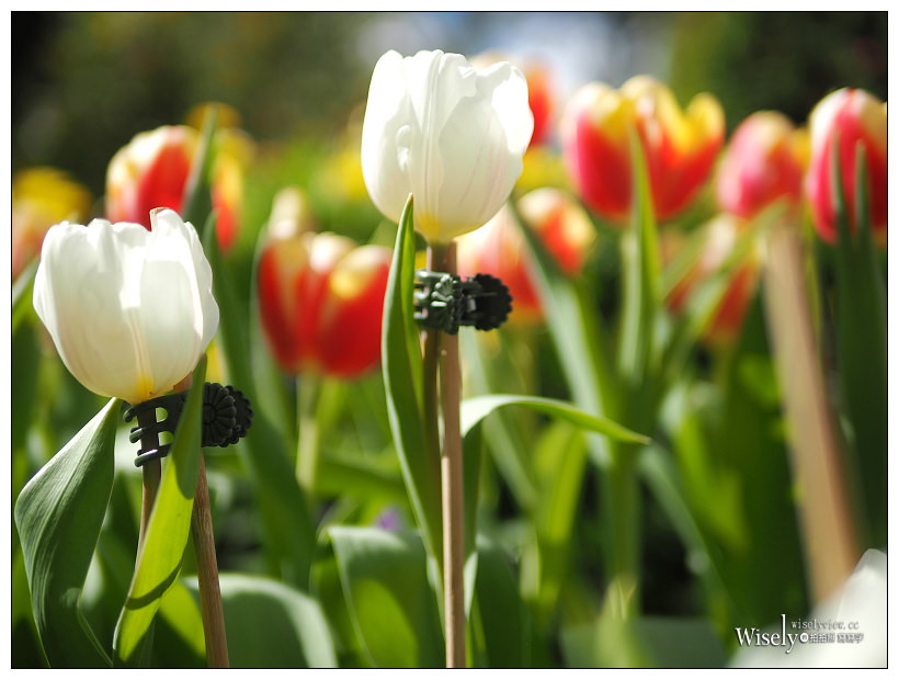 2021 士林官邸鬱金香展：2/25-03/07︱活動時間、展區介紹、交通接駁、拍攝分享～花 in 台北 x 士林景點