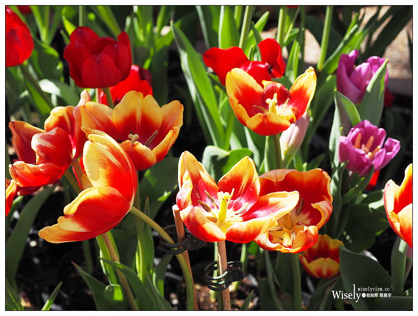 2021 士林官邸鬱金香展：2/25-03/07︱活動時間、展區介紹、交通接駁、拍攝分享～花 in 台北 x 士林景點