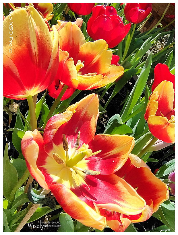 2021 士林官邸鬱金香展：2/25-03/07︱活動時間、展區介紹、交通接駁、拍攝分享～花 in 台北 x 士林景點