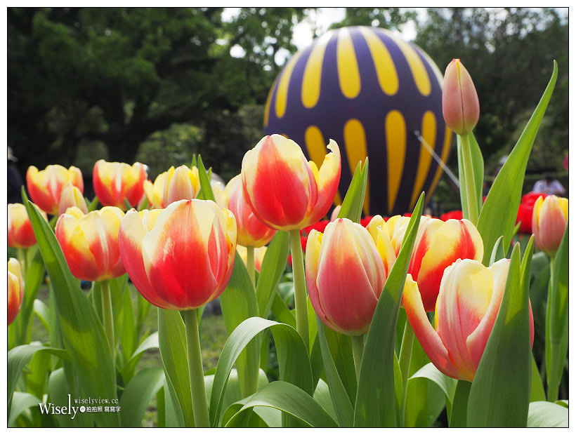 2021 士林官邸鬱金香展：2/25-03/07︱活動時間、展區介紹、交通接駁、拍攝分享～花 in 台北 x 士林景點