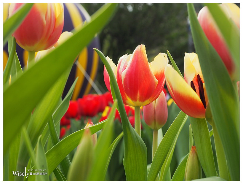 2021 士林官邸鬱金香展：2/25-03/07︱活動時間、展區介紹、交通接駁、拍攝分享～花 in 台北 x 士林景點