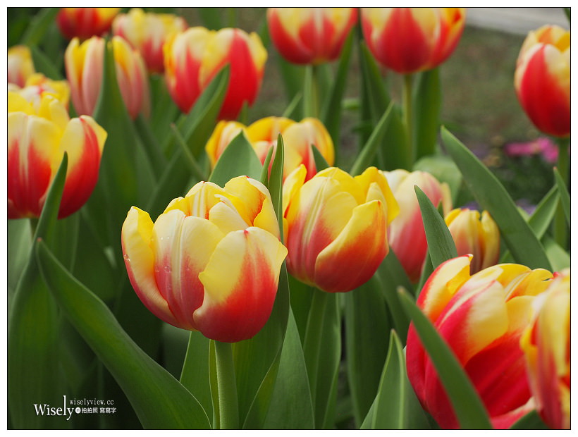 2021 士林官邸鬱金香展：2/25-03/07︱活動時間、展區介紹、交通接駁、拍攝分享～花 in 台北 x 士林景點