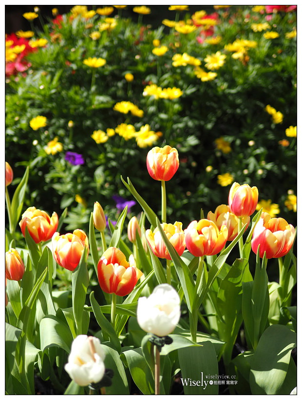 2021 士林官邸鬱金香展：2/25-03/07︱活動時間、展區介紹、交通接駁、拍攝分享～花 in 台北 x 士林景點