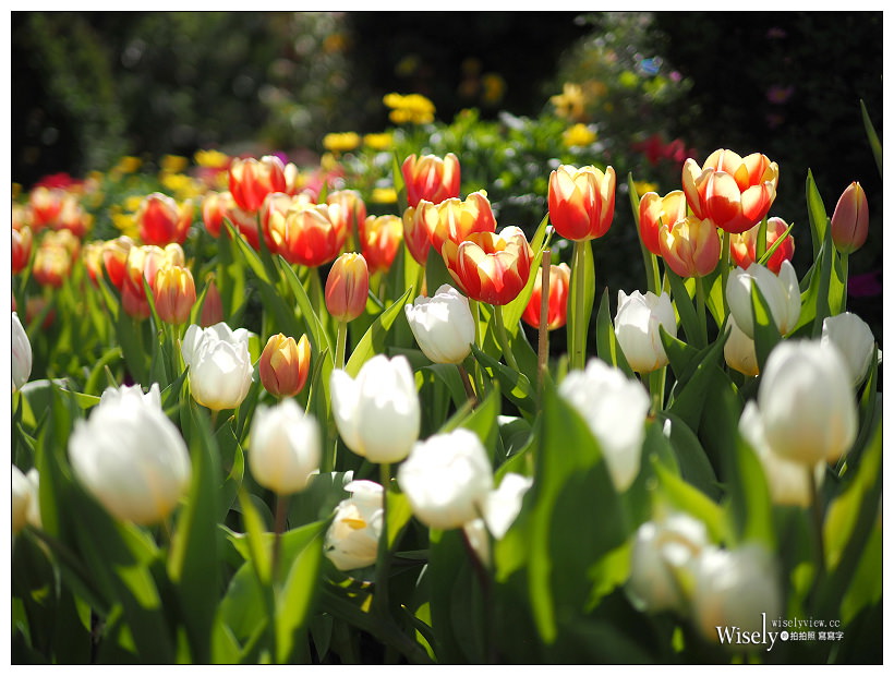 2021 士林官邸鬱金香展：2/25-03/07︱活動時間、展區介紹、交通接駁、拍攝分享～花 in 台北 x 士林景點