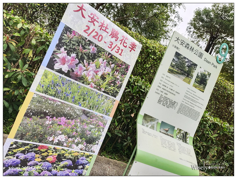 2021 台北杜鵑花季。大安森林公園繡球花 杜鵑冶園︱2/20-3/21 免費欣賞~花 in 台北 x 台北景點