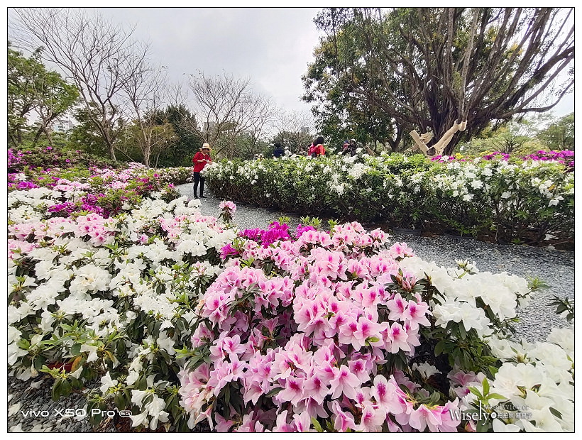 2021 台北杜鵑花季。大安森林公園繡球花 杜鵑冶園︱2/20-3/21 免費欣賞~花 in 台北 x 台北景點