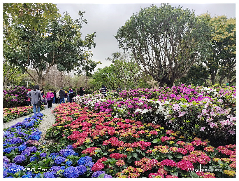 2021 台北杜鵑花季。大安森林公園繡球花 杜鵑冶園︱2/20-3/21 免費欣賞~花 in 台北 x 台北景點