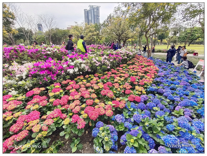 2021 台北杜鵑花季。大安森林公園繡球花 杜鵑冶園︱2/20-3/21 免費欣賞~花 in 台北 x 台北景點